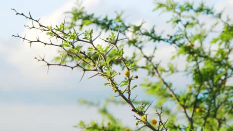 close up, vachellia karroo or sweet thorn acacia branch with blue sky background