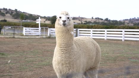 llama en la granja cerrada con valla de madera