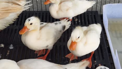 white baby ducks in a cage