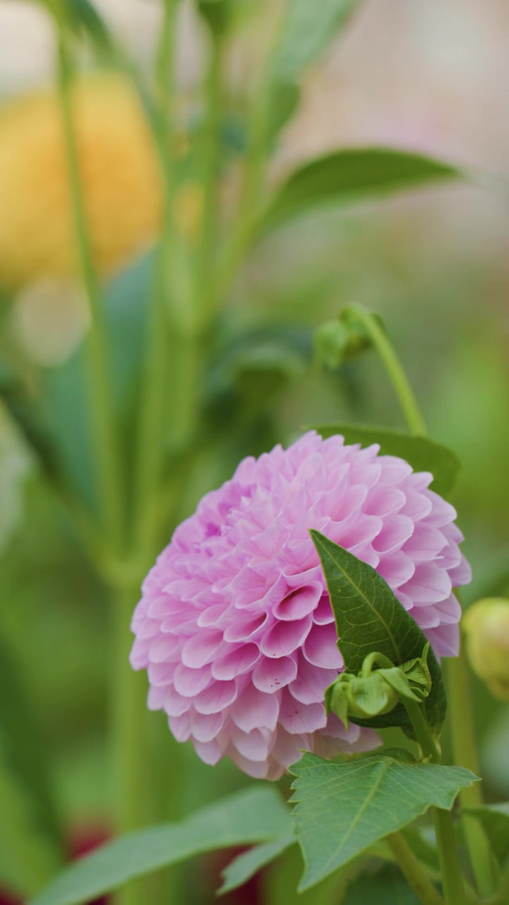 Bunga dahlia pompon merah muda cerah mekar di antara dedaunan hijau dengan latar belakang bokeh lembut