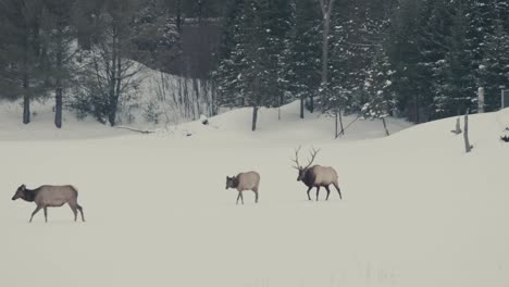 a portrait of a red deer family in a forest mountain under snow-blanket