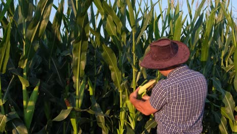 A Good Agronomist in a Corn Field Inspects Crops before Harvesting Young Man Agronomist Standing in a Corn Field and Taking Control of the Yield