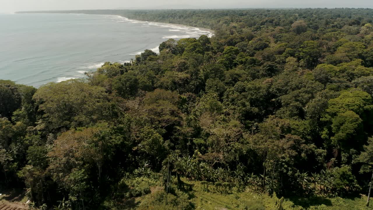 sobrevuelo aéreo palmeras verdes y árboles de acacia y hermosa costa de punta mona en costa rica - reserva natural creciendo e iluminando al atardecer dorado