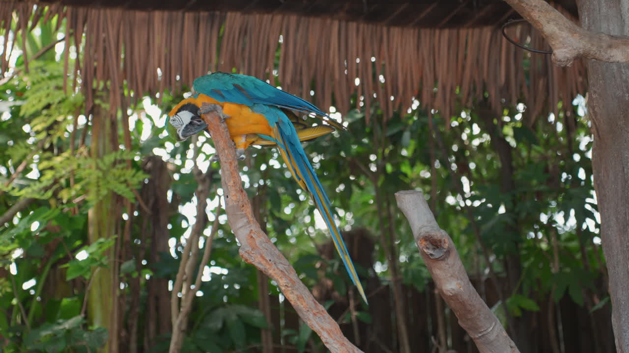 Blue macaw perched on wooden branch under thatch roof, bold yellow chest and long tail feathers, lush green foliage background, lively head bob and chattering call, aviary ambassador vibe