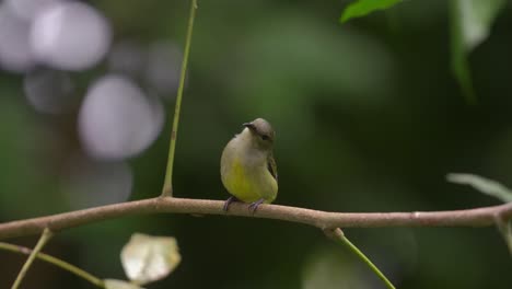 a beautiful female orange bellied flowerpecker bird perched on a branch