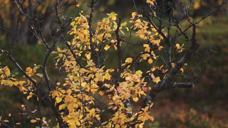 colorful yellow leaves on the dark twisted branches of the birch tree in the autumn forest