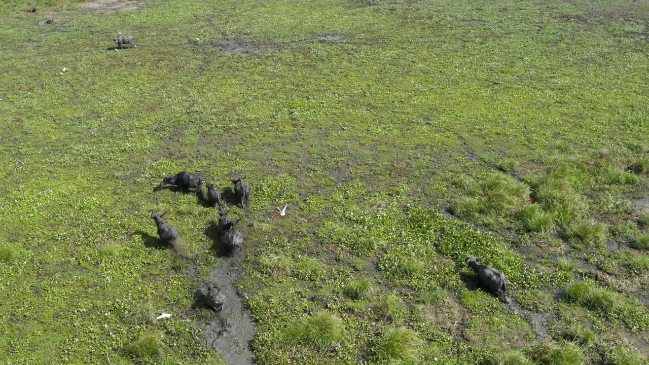 공중: 무인 항공기 스리랑카 야생 동물 버팔로