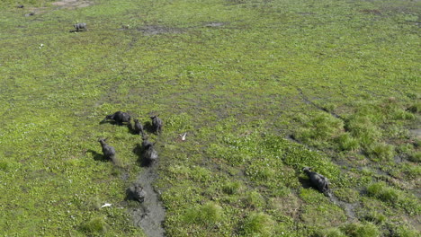antena: dron sri lanka vida silvestre búfalo