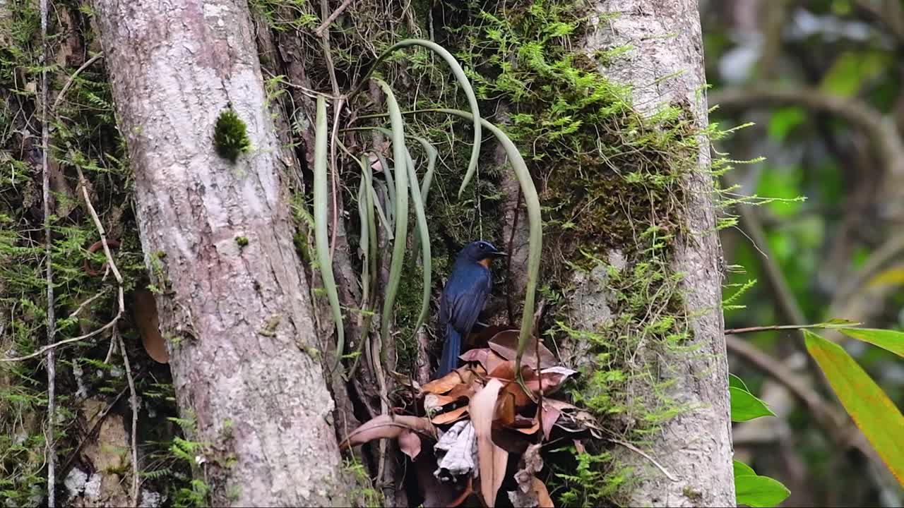 Il pigliamosche azzurro delle colline si trova negli habitat d'alta quota, ha piume blu e un colore simile all'arancione per il maschio, mentre la femmina è di un color cannella marrone chiaro, anch'essa con arancione in transizione