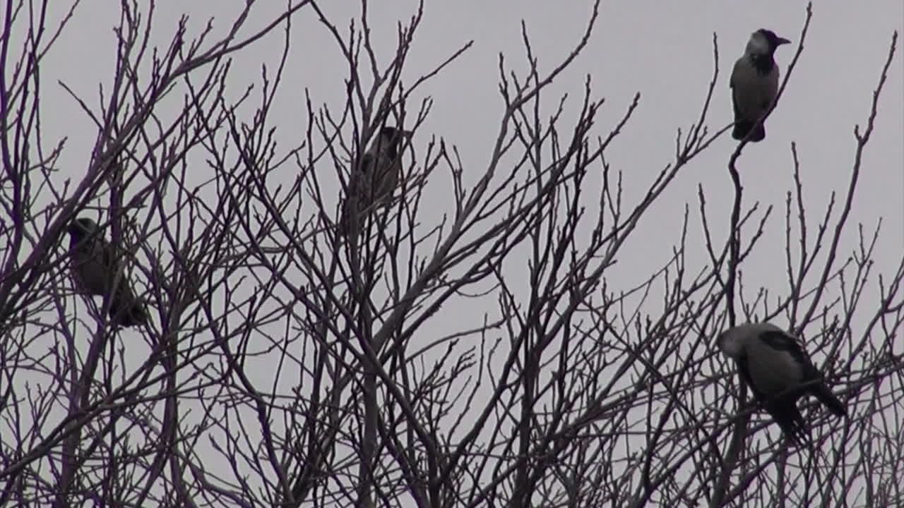 cuatro cuervos negros y grises en un árbol cámara de mano en el aeropuerto de tempelhof en berlín neukoelln alemania 7 segundos hd 30 fps