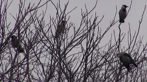 4-Cuervos-Negros-Y-Grises-En-Una-Cámara-Portátil-En-Un-árbol-En-El-Aeropuerto-De-Tempelhof-En-Berlín-Neukoelln-Alemania-7-Seg-HD-30-Fps