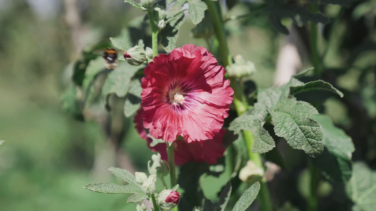 Bumble bee collecting honey from red flower, pollinating insect, taking flight