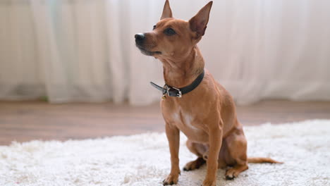 perro marrón sentado esperando instrucciones de su dueño en la alfombra en la sala de estar en casa