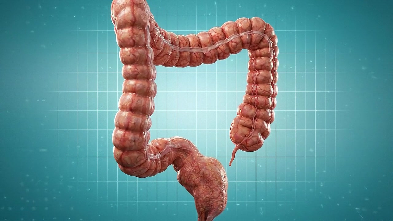 3D Medical Animation of Human Large Intestine Rotating