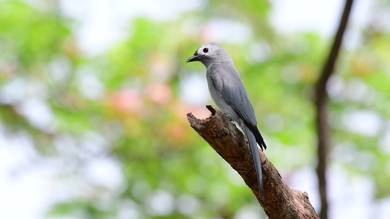 el drongo ceniciento es un migrante regular asustadizo a tailandia en el que le gusta posarse en lo alto de las ramas, que pueden estar lejos del alcance de humanos o animales, fácil de despegar y capturar insectos