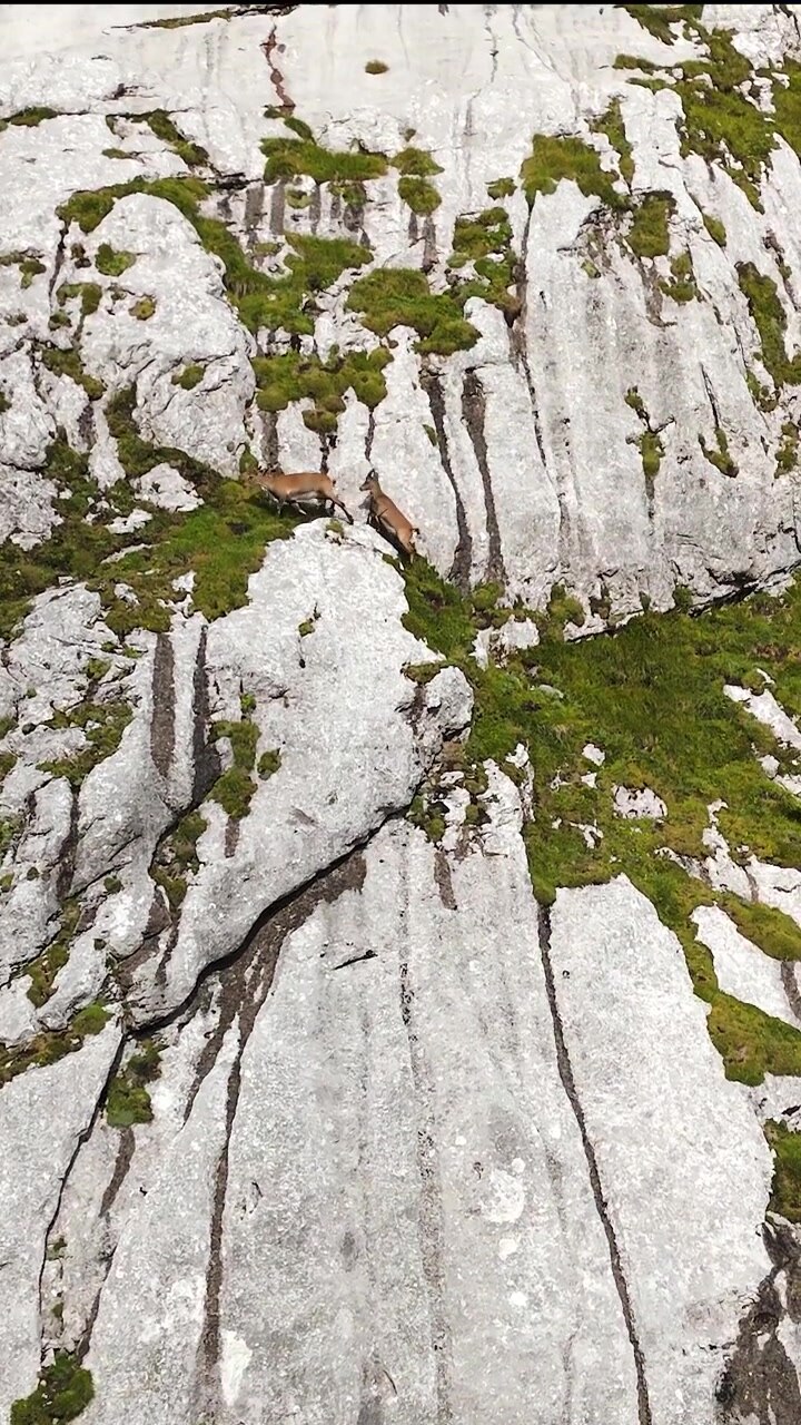 Mandria di Rupicapra rupicapra nelle Alpi Giulie slovene. Vista aerea verticale