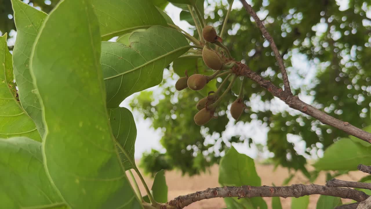 Vista aproximada de um galho balançando de árvore mahua com frutos esverdeados em forma de ovo, folhas movendo-se suavemente com a luz do sol filtrando em um ambiente natural ao ar livre calmo.