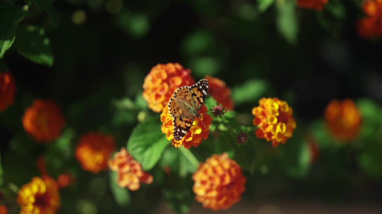 Primo piano di una farfalla che riposa su fiori arancioni brillanti, con una profondità di campo ridotta e una calda atmosfera da giardino estivo.