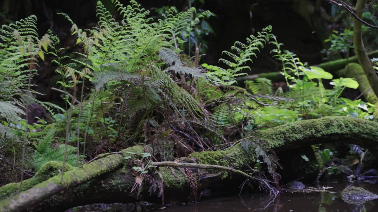 el arroyo del bosque de musgo en daisen, tottori, japón