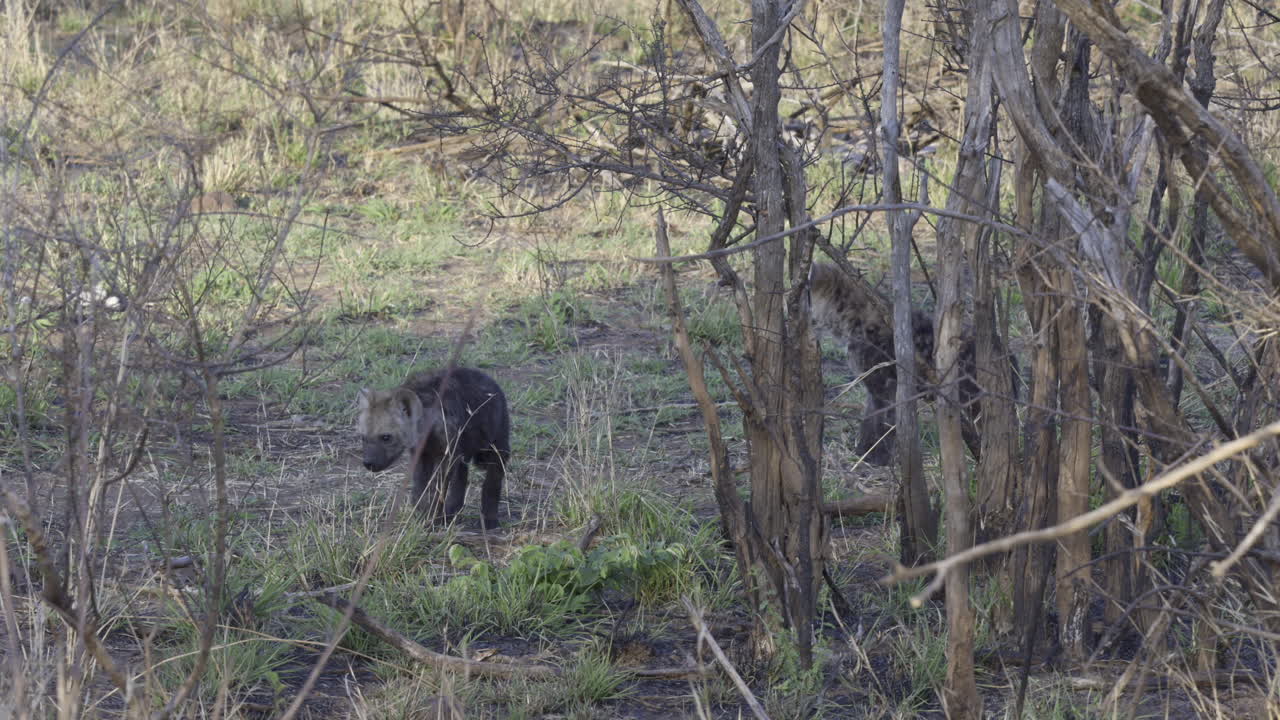 Due cuccioli di iena maculata che camminano nel bushveld