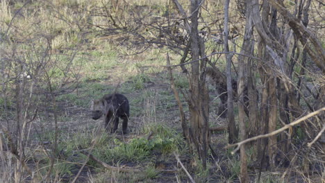 spotted hyena  two pups walking in bushveld