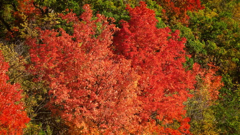 trees in colorful fall foliage on a sunny day