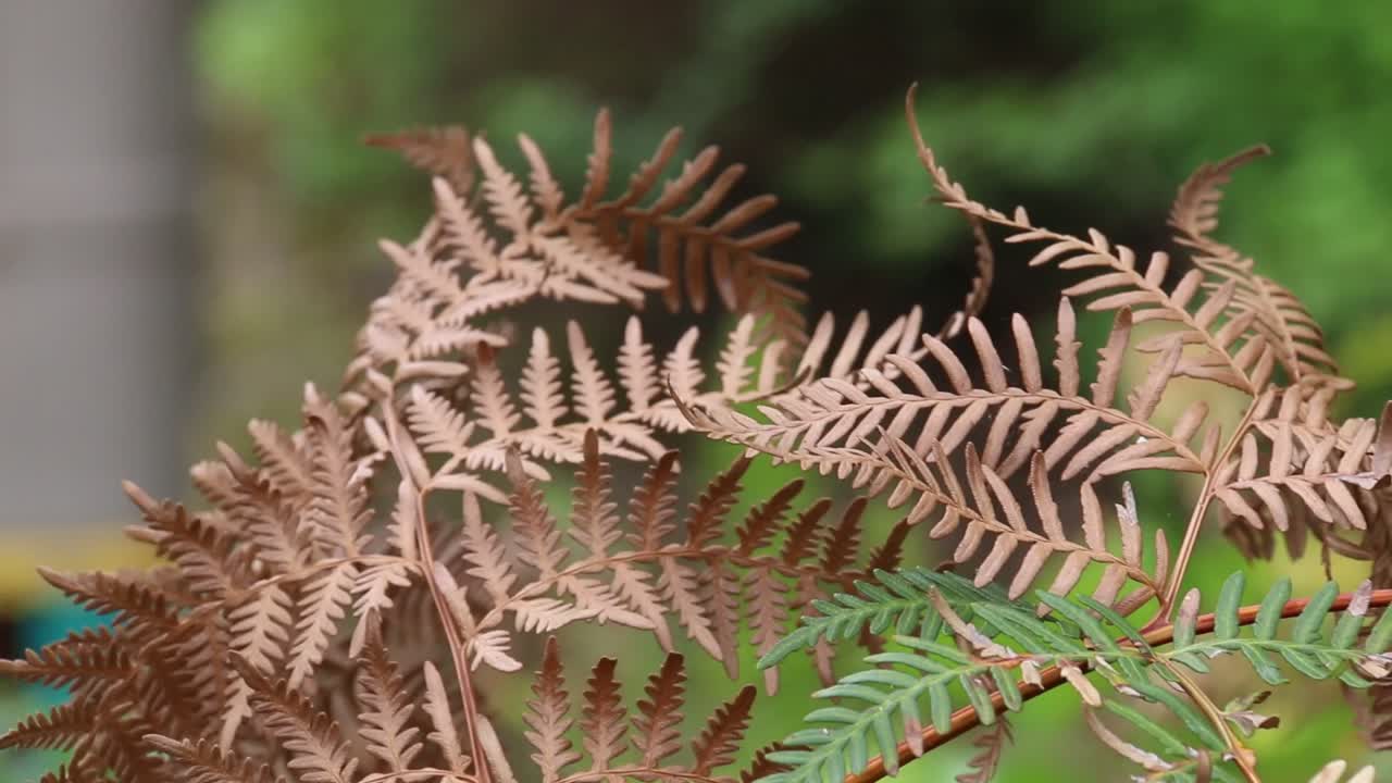Fern leaves turning golden colour in autumn