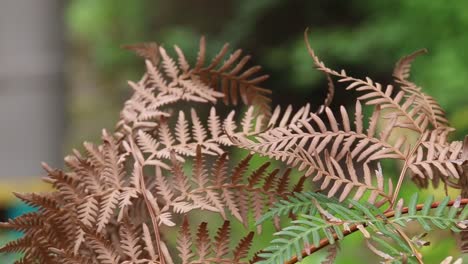 fern leaves turning golden colour in autumn