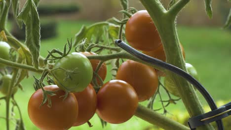 pan shot of homegrown tomatoes