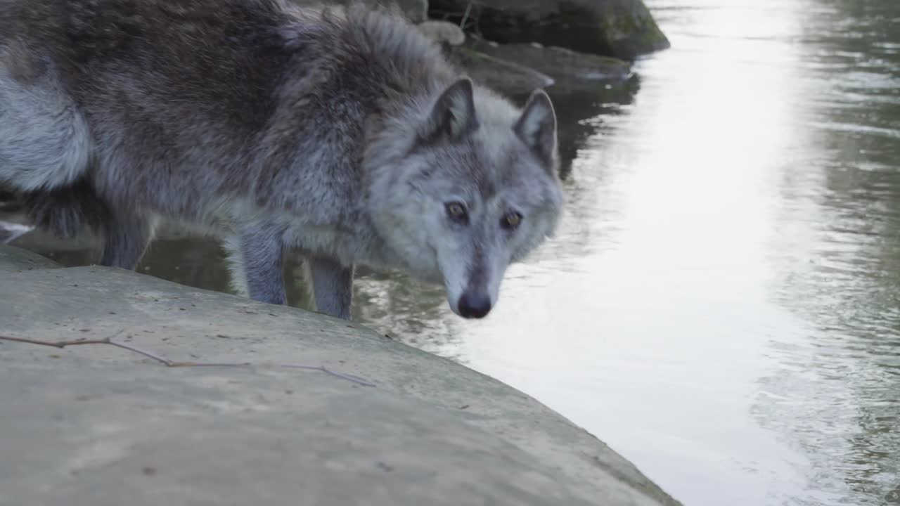A grey wolf pauses by the edge of a calm river, locking eyes with the camera in a rare and intimate wildlife moment.