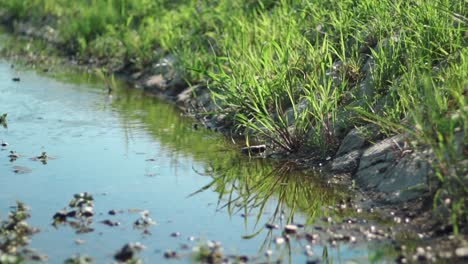 Pastos-En-Un-Lado-Rocoso-De-Un-Río-Se-Balancean-Mientras-El-Viento-Sopla-Durante-El-Día-En-Kyoto,-Japón