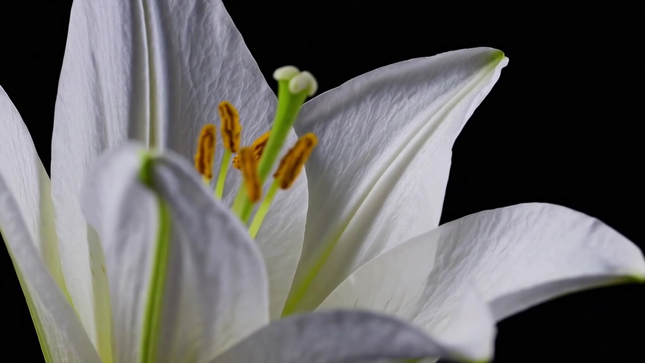 Tidsforløb af en hvid liljeblomst, der blomstrer