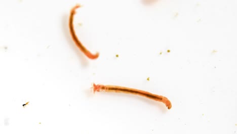 Static-Macro-video-of-bloodworms-on-white