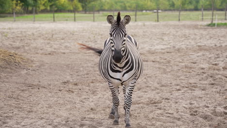 Zebra-Schaut-In-Die-Kamera-Und-Wedelt-In-Zeitlupe-Mit-Dem-Schwanz