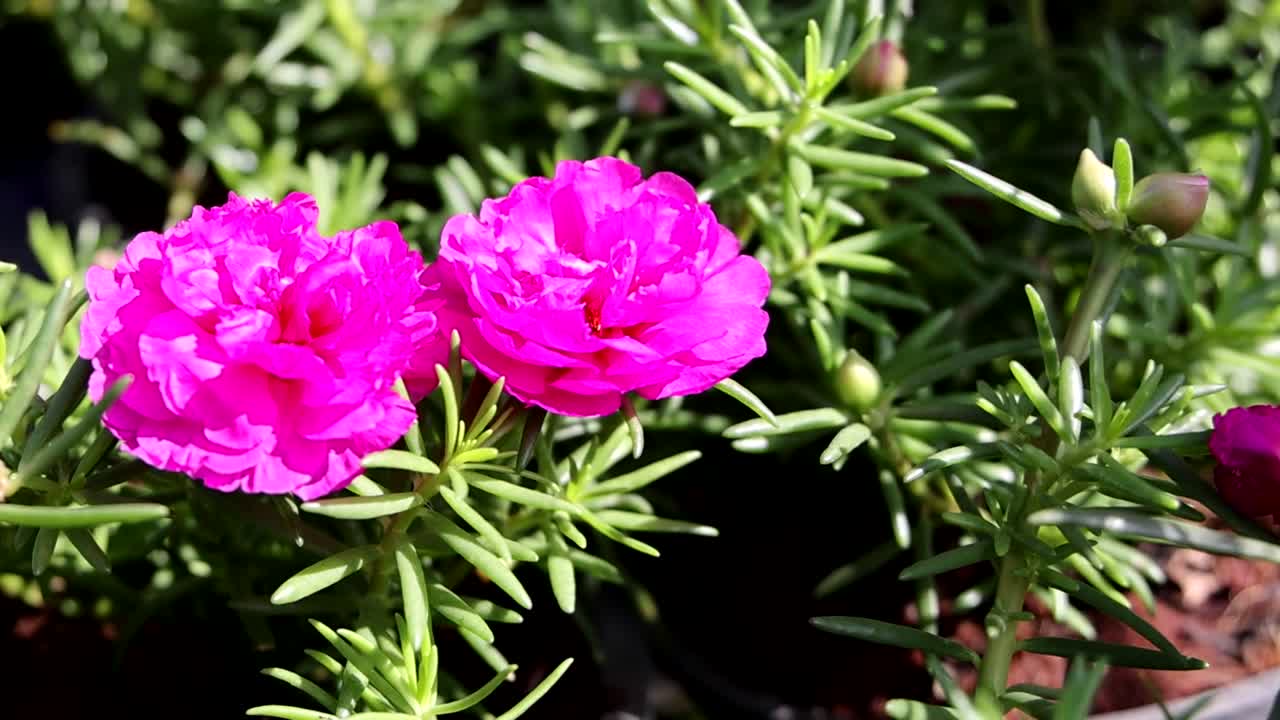 Close-up time-lapse of vivid pink Portulaca flowers blooming under bright sunlight, showcasing their lush petals and green foliage.