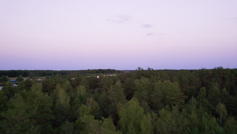 aerial view of big trees in the woods