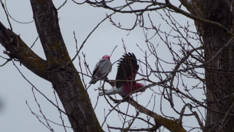 Zwei-Galah-Vögel-Kämpfen-Auf-Einem-Ast-Sitzend