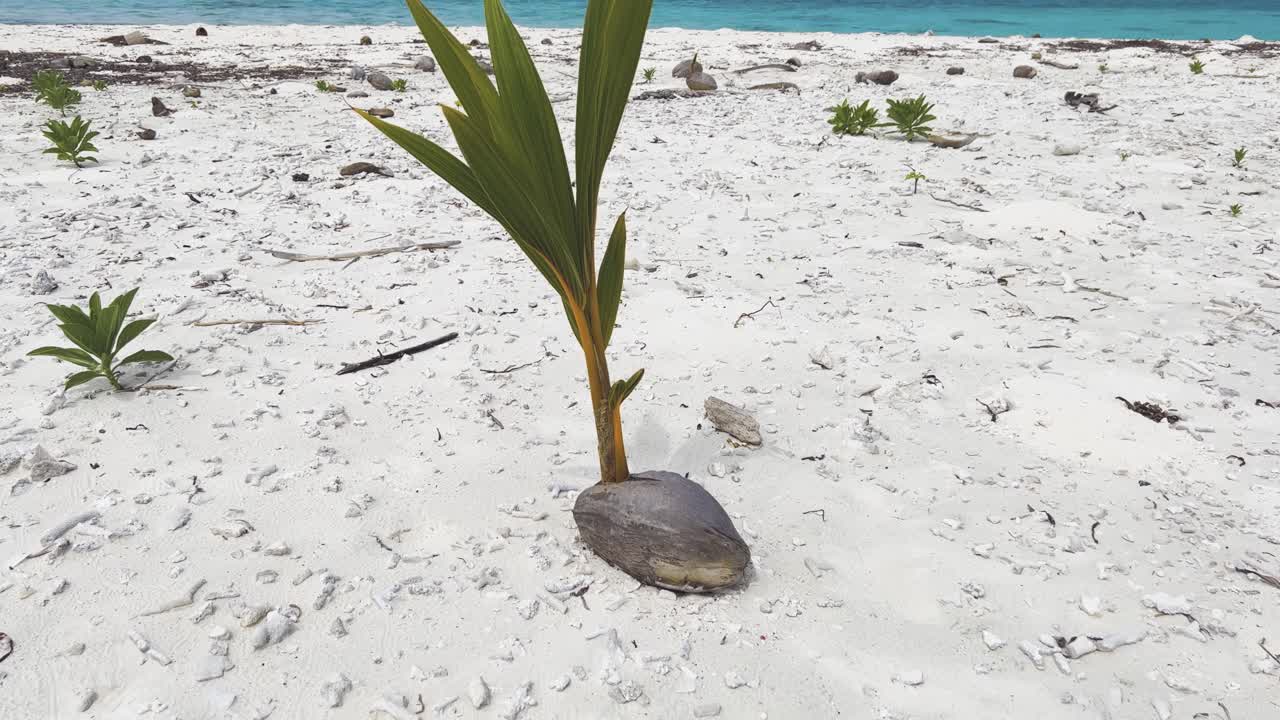 Witness the Spectacular Wonder of a New Palm Tree Growing from a Coconut on the Lush Shores of Maldives, a Testament to the Island's Rich Biodiversity and Renewal