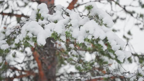 A-closeup-shot-of-pine-tree-branches-covered-with-fresh-snow-in-the-Norwegian-forest,-showcasing-the-intricate-details-against-the-wintry-backdrop