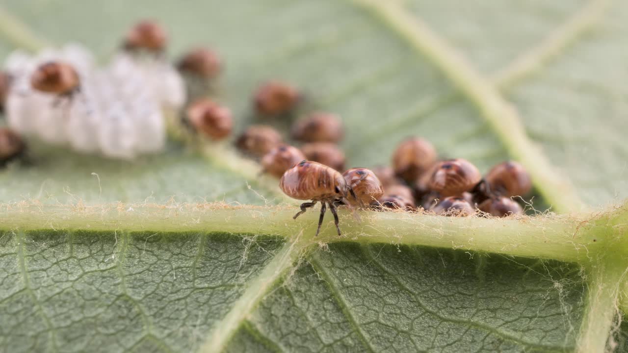 la descendencia de un escarabajo apestoso, que sale de los huevos, se arrastra en una hoja de uva