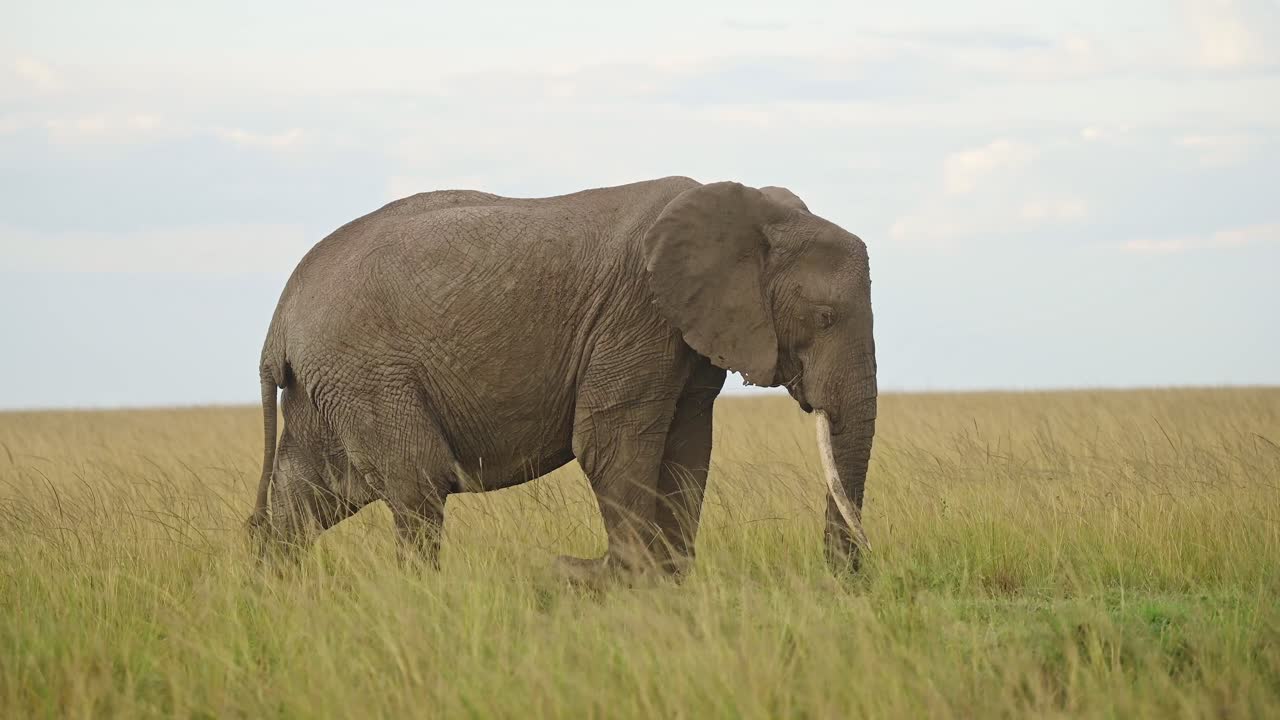 fotografía en cámara lenta de un elefante que se alimenta de hierbas y camina en llanuras de hierba vacías, vida silvestre africana en la reserva nacional de masai mara, kenia, animales de safari en la reserva norte de masai mara