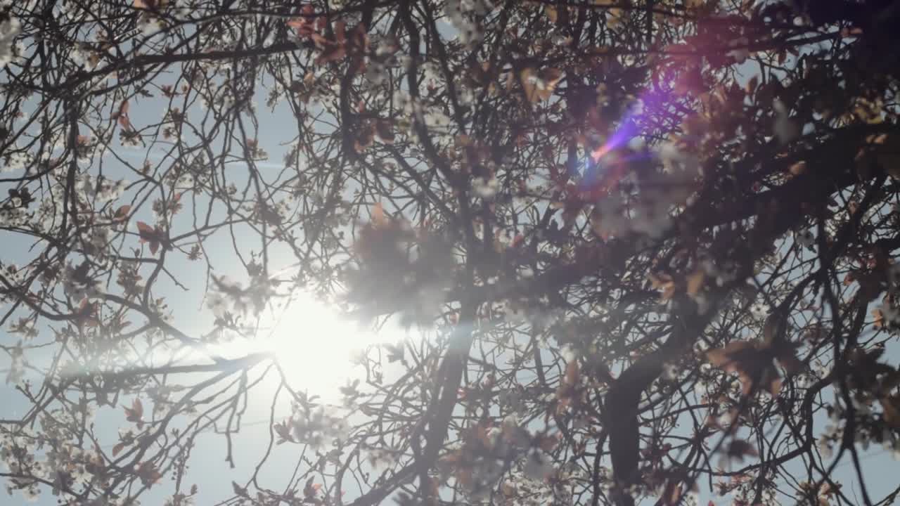 цветение сакуры на фоне голубого неба