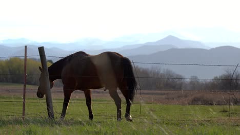 Horses-grazing-in-the-open-space-against-a-background-of-mountains