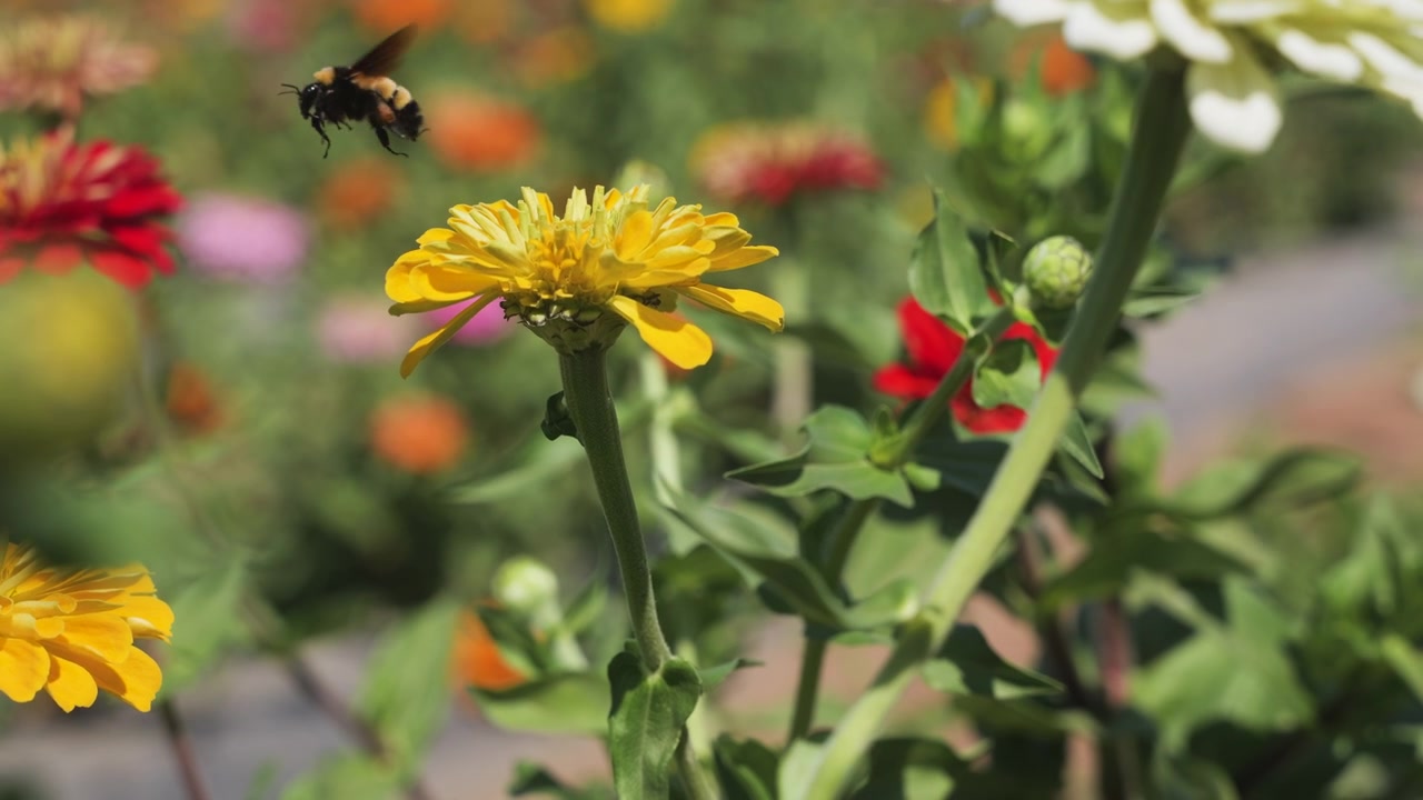 Un bourdon récolte du pollen sur une fleur de zinnia jaune et s'envole, au ralenti