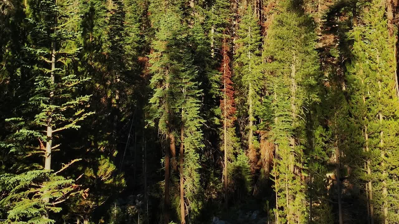 Trees and road viewed from above in USA forest landscape