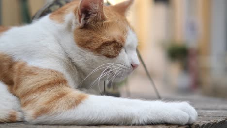 orange and white cat sleeping outdoors