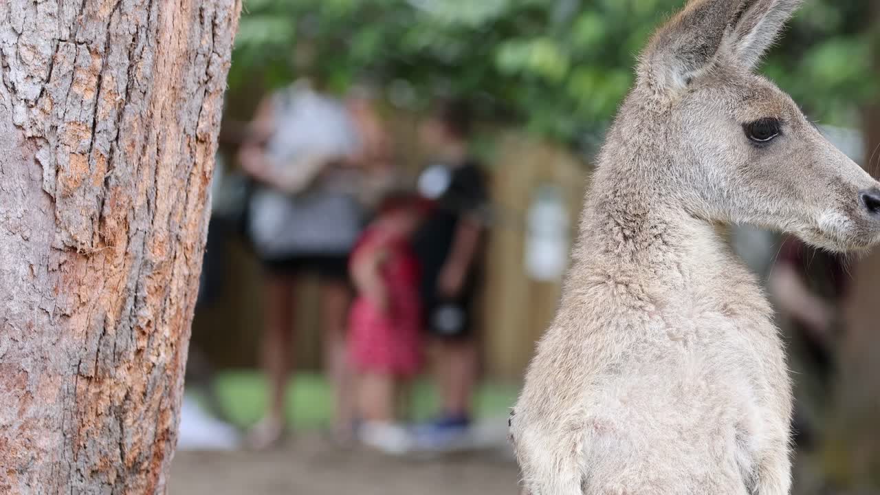 A kangaroo stands beside a tree, observing people in the background at a park.