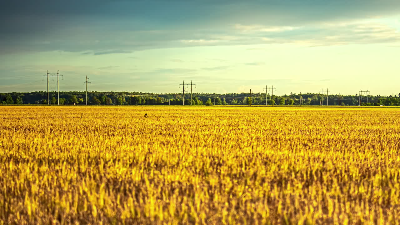 A Reveal Shot Of Soft Wind Blowing On Dry Fields And A Wind shear On A Calm Sky