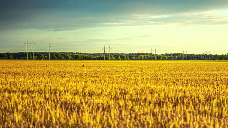 A-Reveal-Shot-Of-Soft-Wind-Blowing-On-Dry-Fields-And-A-Wind-shear-On-A-Calm-Sky