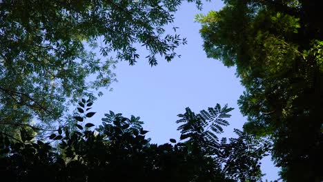 Klarer-Blauer-Himmel-über-Einem-Grünen-Wald-–-Nach-Oben-Neigen